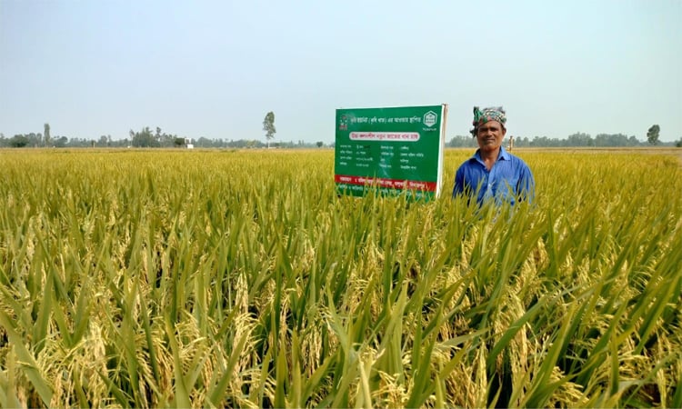 দিনাজপুরে জিংক সমৃদ্ধ উচ্চ ফলনশীল ব্রি-১০২ জাতের ধান চাষে সফল কৃষক